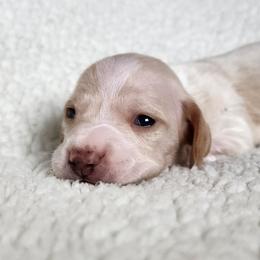 Ruby - Cream female Dachshund puppy in Anaconda, Montana from Williams Family Dachshunds