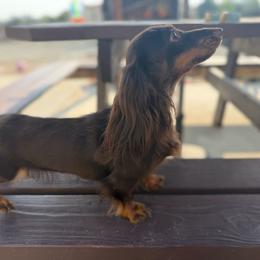 Dachshund puppies from DragonbornDoxies