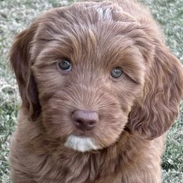 Celeste - Apricot female Australian Labradoodle puppy in Phoenix, Arizona from Luxe Labradoodles