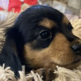 Dancer - Dachshund puppy in Tennessee from The Dapper Dachshund