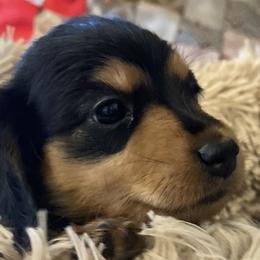 Dancer - Dachshund puppy in Tennessee from The Dapper Dachshund