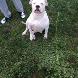 dotty - American Bulldog