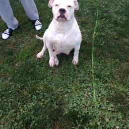 dotty - American Bulldog