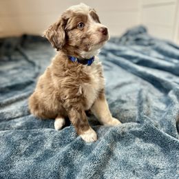 Biscotti - Red merle male Australian Shepherd puppy in Columbia Falls, Montana from Firefly Horse Co Wellness Retreat Center