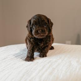 Aspen - Brown male Cockapoo puppy in Altamonte Springs, Florida from The Perks of Pups