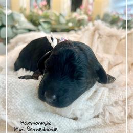 HARMONIQUE - Phantom female Bernedoodle puppy in Houston, Texas from Pia’s Doodle Poodle Wag