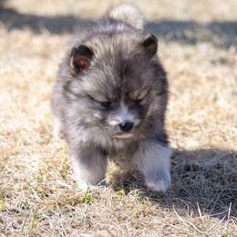 Pomsky Puppies from New World Pomskies