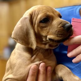 Rhodesian Ridgeback Puppies from Courage Rhodesian Ridgebacks