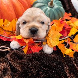 Waffles - Buff male Cocker Spaniel puppy in Greers Ferry, Arkansas from Lake Area Cuddly Cockers
