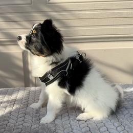 Champ - White black and tan male Papillon puppy in Benton, Arkansas from Mama's Pride Poms and Paps