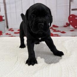 Scarlett - Black female Cane Corso puppy in Loogootee, Indiana from Walnut Creek Cane Corso