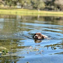 Wirehaired Pointing Griffon Puppies from Dry Branch