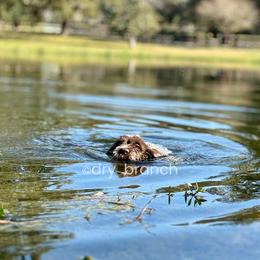 Wirehaired Pointing Griffon Puppies from Dry Branch