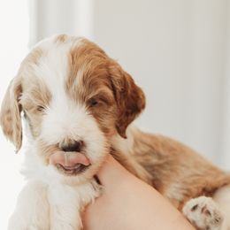 Goldendoodles from The McDoodle Clan