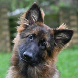 Harper - Sable female German Shepherd puppy in Nacogdoches, Texas from Vom Hausgladfel