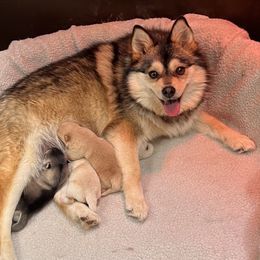 Sparrow  - Pomsky