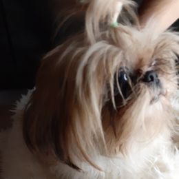 Obi - Shih Tzu