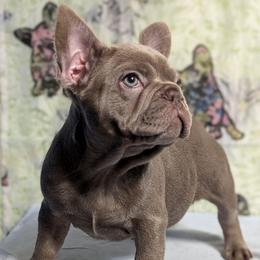 Oni - Liver female French Bulldog puppy in Spokane, Washington from Wow-za French Bulldogs