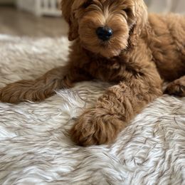 Goldendoodle Puppies from Whidbey Goldendoodles