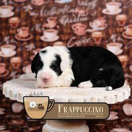 Frappuccino - Black and white male Sheepadoodle puppy in Cleveland, Tennessee from Narrow Path Old English & Sheepadoodles