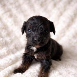 Joey - Parti male Goldendoodle puppy in Warrensburg, Missouri from Supreme Doodles