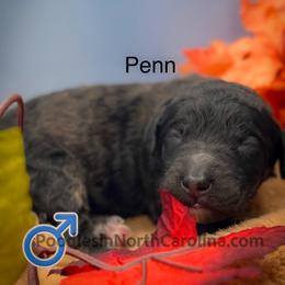 Penn - Brindle male Poodle puppy in Greenville, North Carolina from Grace Poodles