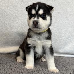 Bella (Yellow) - Black and white female Siberian Husky puppy in Ellijay, Georgia from Appalachian Siberians LLC