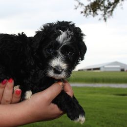 Girl 3 - Black and white Bernedoodle puppy in New Weston, Ohio from Buschur Bernedoodles