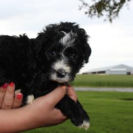 Girl 3 - Black and white Bernedoodle puppy in New Weston, Ohio from Buschur Bernedoodles