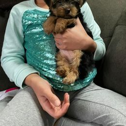 Rottweiler and Yorkshire Terrier Puppies from Superior Family Kennels