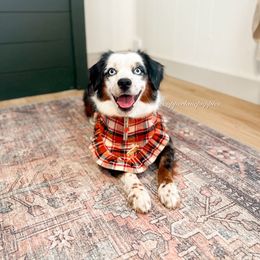 Akela - Miniature Australian Shepherd