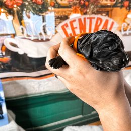 Joey - Black Goldendoodle puppy in Kissimmee, Florida from Pawplar Goldens