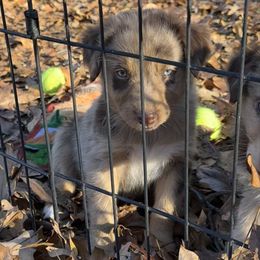 Red Merle Male 4 - Red merle male Australian Shepherd puppy in Prairie Grove, Arkansas from IQ Farms