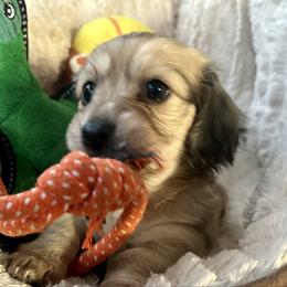 Rose - Cream female Dachshund puppy in Tahlequah, Oklahoma from Love Some Dogs Dachshunds & Cavalier King Charles Spaniels,Cavapoos