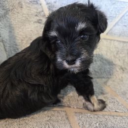 Cindy - Black and silver female Miniature Schnauzer puppy in Paradise, Utah from Highbornschnauzers