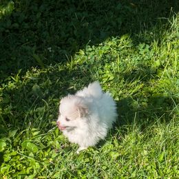 Pomeranian Puppies from Textilepoms