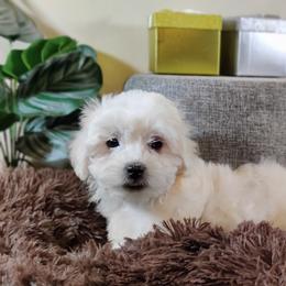 Coton de Tulear and Poodle Puppies from Legacy Pets