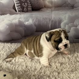 Bulldog Puppies from Sweet Rolls