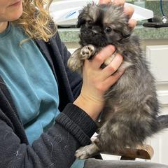 Tibetan Spaniel Puppies from Shangri-La Tibetan Spaniels
