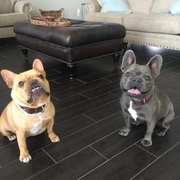 Boston Terrier, Bulldog, and French Bulldog Puppies from JP Ranch Bulldogs