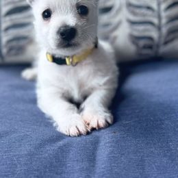 Finley (Nessie)-Yellow - White male West Highland White Terrier puppy in Toronto, Ohio from Shekinah’s Mi-Kis & Cricket Hill’s Westies