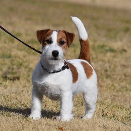 Sangria - Russell Terrier