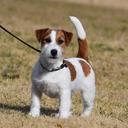 Sangria - Russell Terrier
