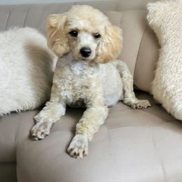 Laverne - Poodle