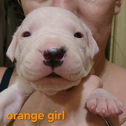 Girl 3 - orange girl - White female Dogo Argentino puppy in Blythe, California from Dogos del Gran Reino