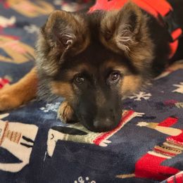 German Shepherd Puppies from Ewig Krieger Kennels