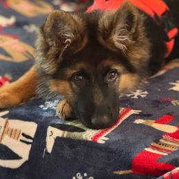 German Shepherd Puppies from Ewig Krieger Kennels