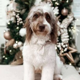 Nala - Goldendoodle