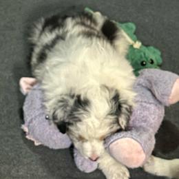 Flurry - Blue merle female Australian Shepherd puppy in Liberty Hill, Texas from Emerald Isle Australian Shepherds