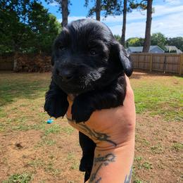 Beauty - Black female Dachshund puppy in Jackson, Tennessee from BlackPine Kennels
